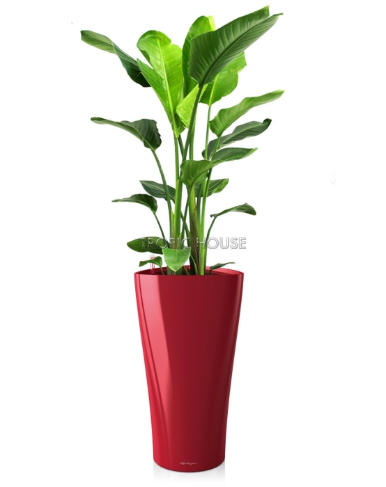 Стрелиция Николай DELTA 30/160 см Ярко-красный блестящий