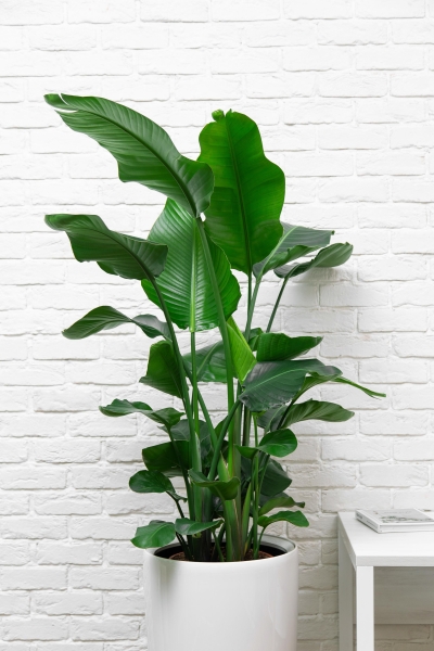 Стрелиция Николай 27/140 см в RONDO 40