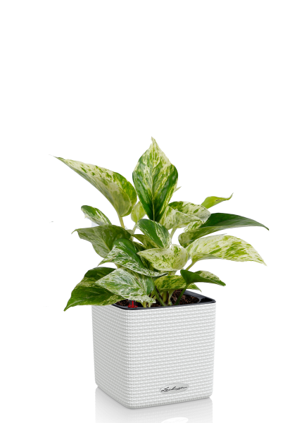 Сциндапсус Марбл Квин в CUBE COLOR 14