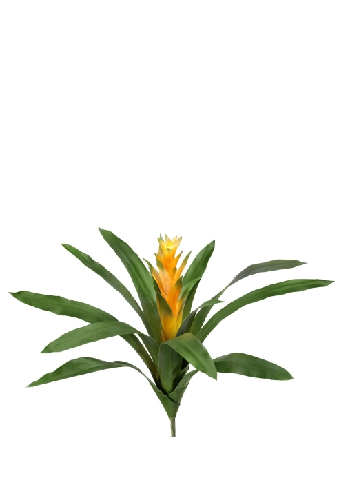 Гусмания Кардинал жёлтая в-37, д-52 см (Сенсетив Ботаник) 4/4