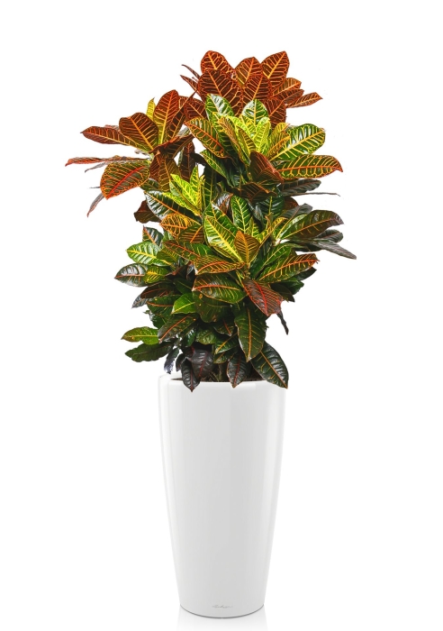 Кротон RONDO 40/180 см, белый блестящий