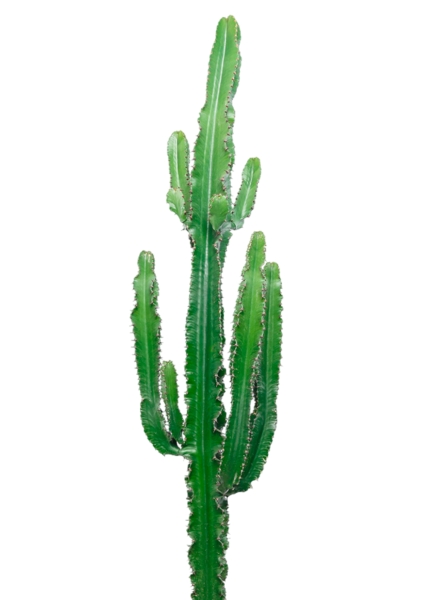 Эуфорбия 19/110 см в CLASSICO LS 28 Эуфорбия 19/110 см в CLASSICO LS 28