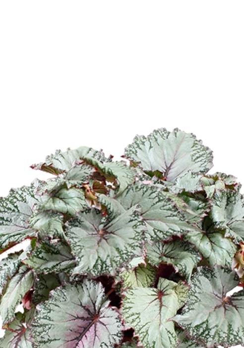 Бегония Белиф Хавайн Сильвер 13/25 см в PURO 20