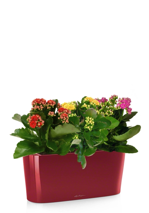 Каланхоэ цветной микс в DELTA 20, ярко-красный блестящий