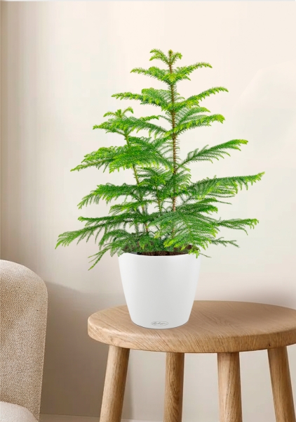 Араукария 19/90 см в CLASSICO COLOR 28