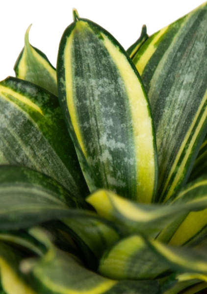 Сансевиерия Голден Ханни 9/15 см