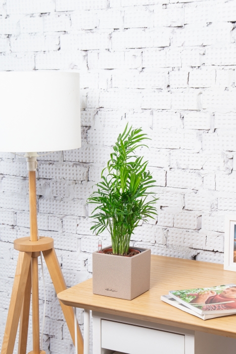 Хамедорея Элеганс 12/45 в CANTO STONE 14