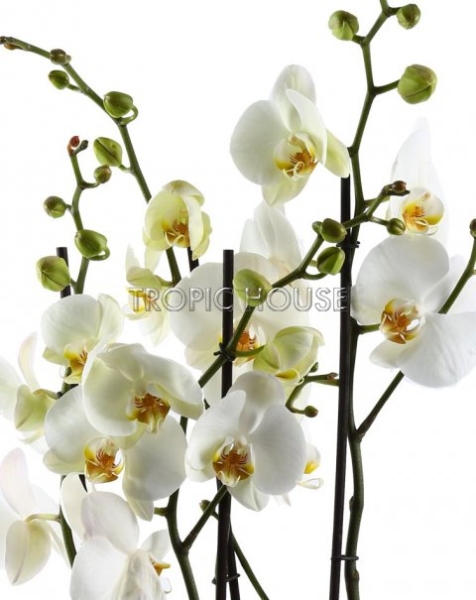 Орхидея Фаленопсис белая 4 ствола 15/75 см