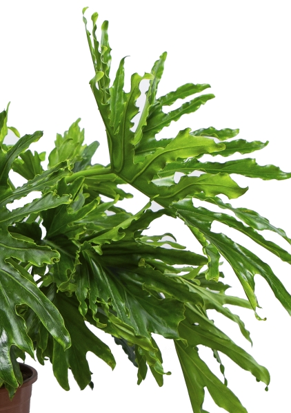 Филодендрон Селло 30/80 см