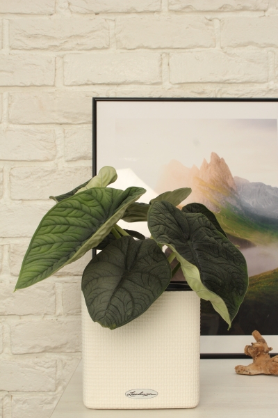 Алоказия Мело 14/20 см в CLASSICO18 Алоказия Мело 14/20 см в CLASSICO18