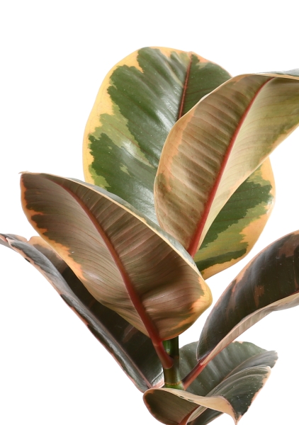 Фикус Эластика Белиз 12/45 см