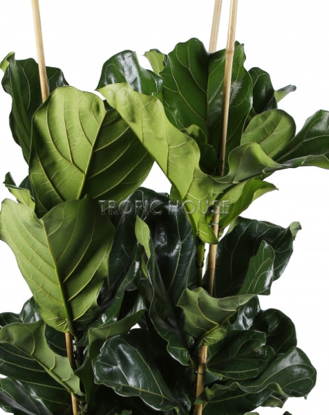 Фикус Лирата 3 ствола 34/140 см