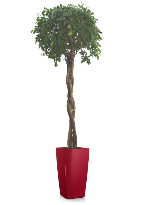 Фикус Нитида переплетенный 42/200 см в CUBICO 50