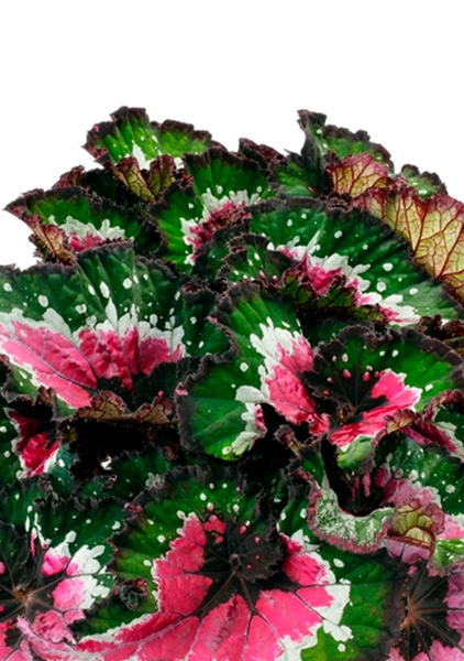 Бегония Белиф Пёрпл Блаш 13/25 см