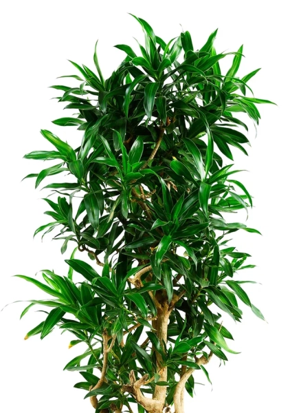 Драцена Песнь Ямайке 35/150 в CUBICO COLOR 40