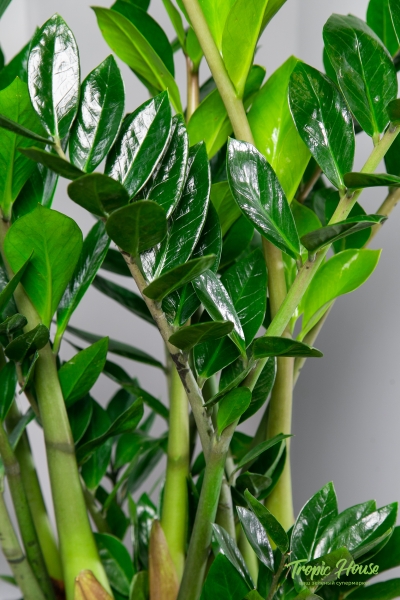 Замиокулькас 21/90 в CANTO STONE HIGH 30 Замиокулькас 21/90 в CANTO STONE HIGH 30