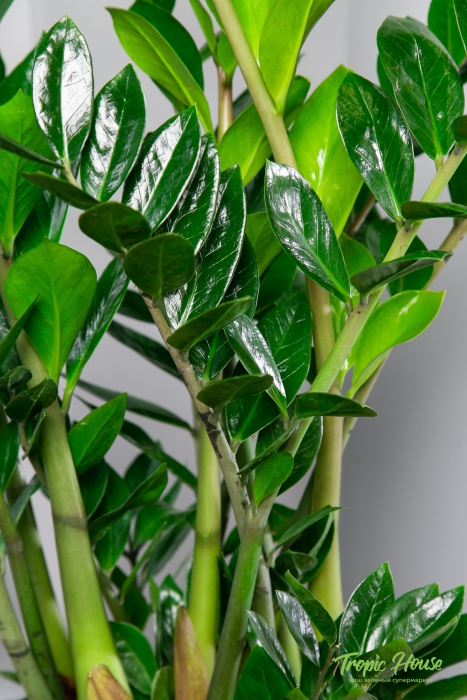 Замиокулькас 21/90 в CANTO STONE HIGH 30