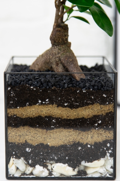 Флорариум с Фикусом Микрокарпа 30 см в кубе Флорариум с Фикусом Микрокарпа 30 см в кубе