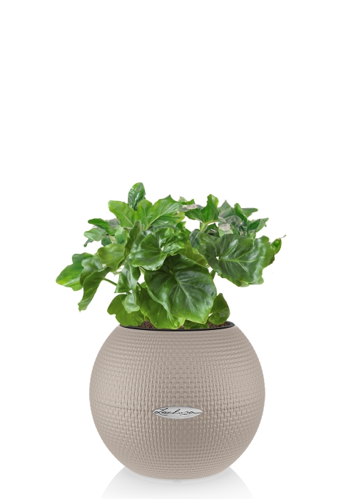 Филодендрон Атом в PURO 20, песочно-коричневый