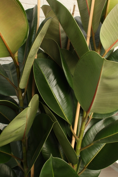 Фикус Эластика Робуста 3 ствола 35/160 см