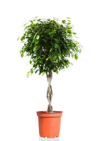 Фикус Экзотика переплетенный 23/110 см