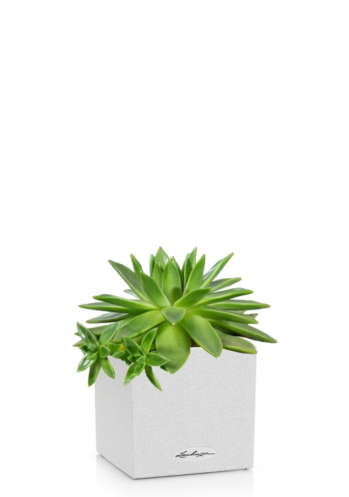 Эхеверия зеленая в CANTO Stone 14, песочный белый