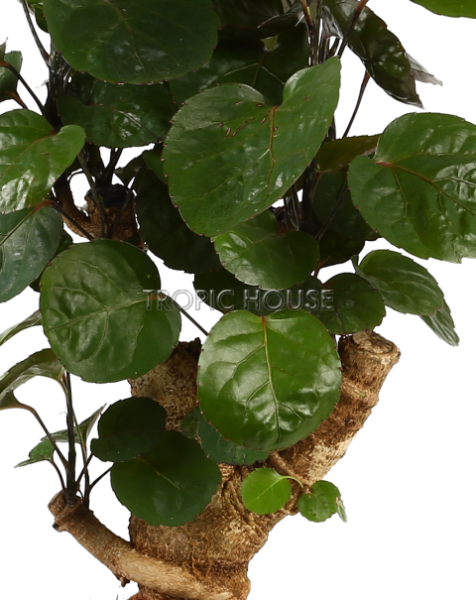 Полисциас Фабиан OJO 55 см