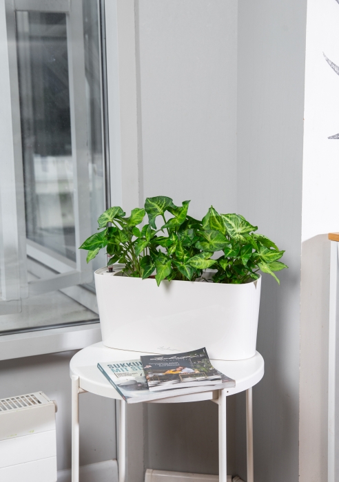 Сингониум в DELTA 20