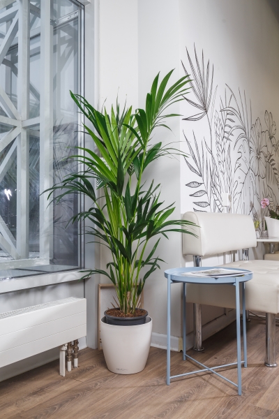 Ховея 27/190 см