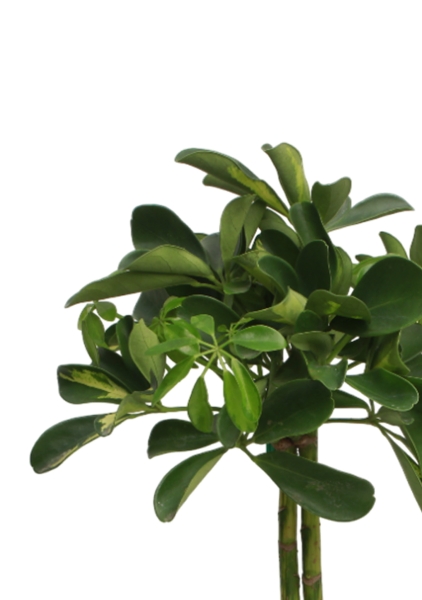 ШеффШеффлера Голд Капелла штамб 12/40 см в CLASSICO COLOR 18