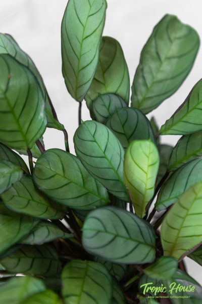 Ктенанта Амагрис в PURO 20