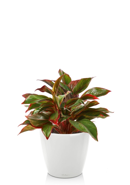 Аглаонема Крит в CLASSICO LS 21