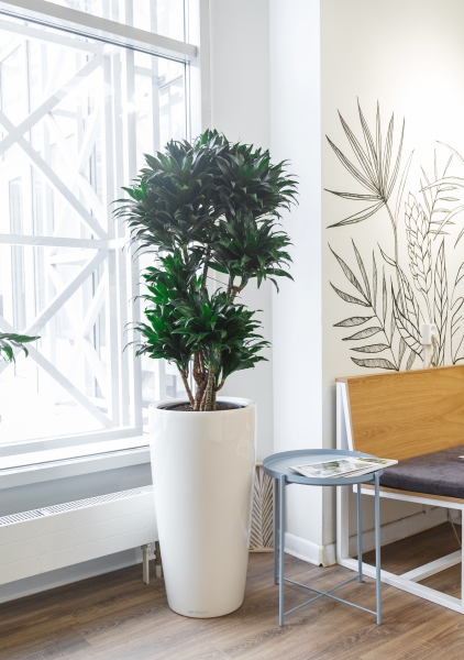 Драцена Компакта макси 34/160 см