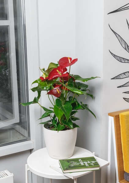 Антуриум Андрианум красный 17/60 см