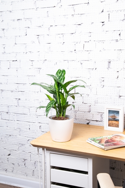 Аглаонема Мария 15/35 см