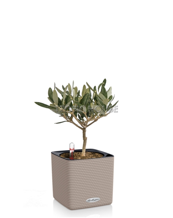 Олива CUBE COLOR 14/30 см Песочно-коричневый