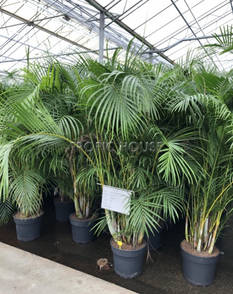 Хризалидокарпус в CUBE 50 Хризалидокарпус в CUBE 50