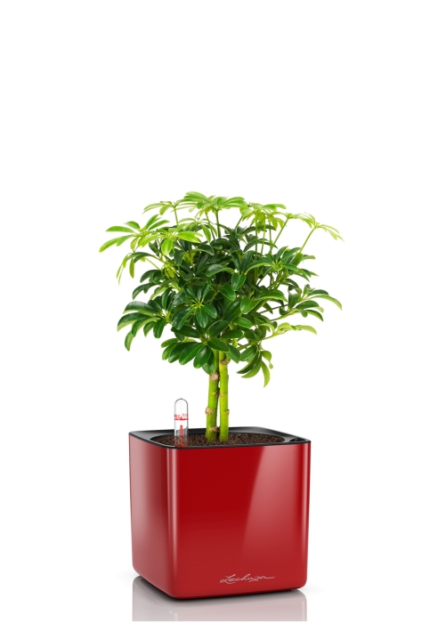 Шеффлера компакта на штамбе 12/40 см в CUBE GLOSSY 14