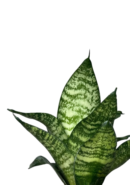 Сансевиерия Форест Стар 9/20 см Сансевиерия Форест Стар 9/20 см