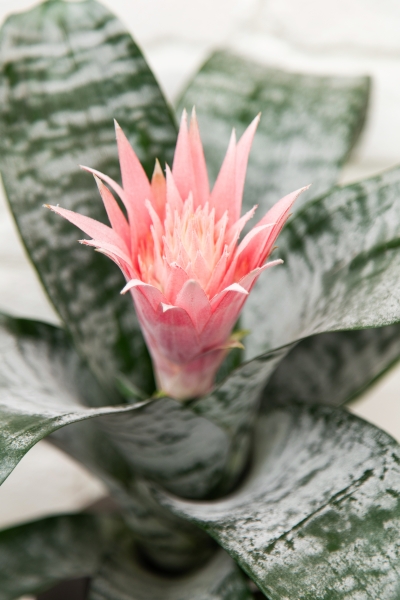 Эхмея 17/50 см в CLASSICO 18