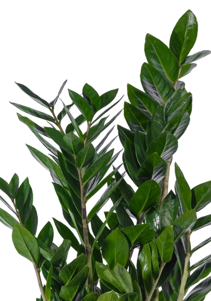 Замиокулькас 17/60 в QUADRO LS 21 Замиокулькас 17/60 в QUADRO LS 21