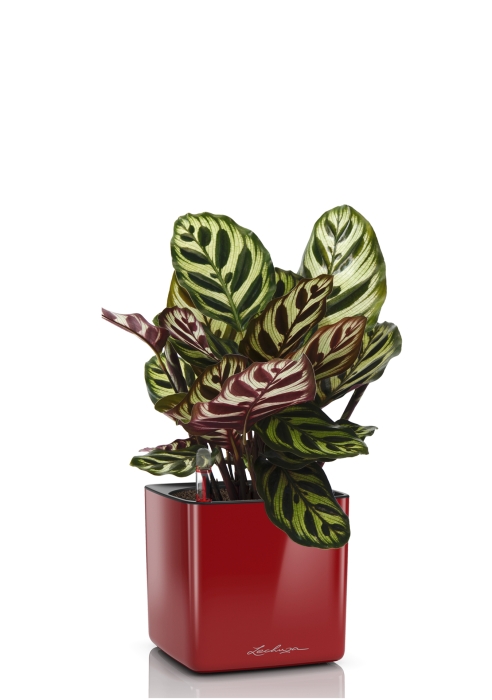 Калатея Макояна в CUBE GLOSSY 14, ярко-красный блестящий