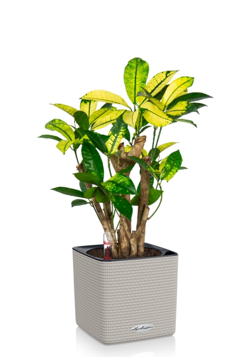 Кротон Миссис Айстон в CUBE COLOR 14, песочно-коричневый