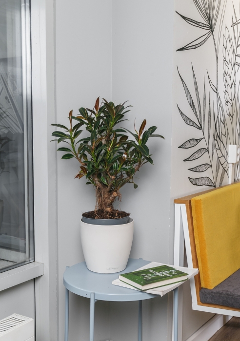 Фикус Эластика бранч в Classico Color 28