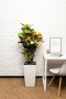 Кротон Мистер Айкетон в CUBICO COLOR 30