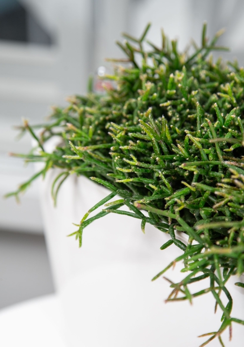 Рипсалис в DELTA 20