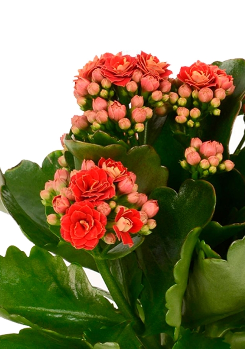 Каланхоэ микс 12/30 см