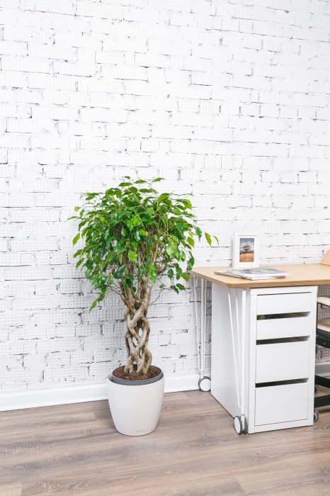 Фикус Бенджамина Экзотика цилиндр 31/130 см