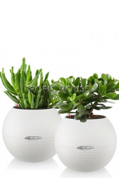 "Набор для рабочего стола" Крассула в PURO 20