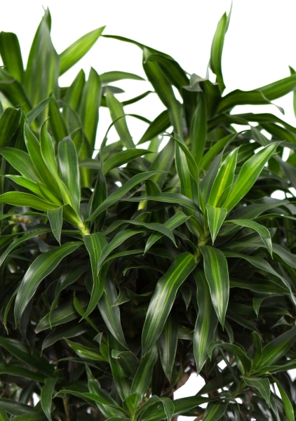 Драцена Песнь Ямайке СUBICO COLOR 30